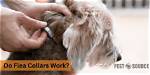 How Do Flea Collars Work?