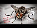 How Do Flies Live Through Winter