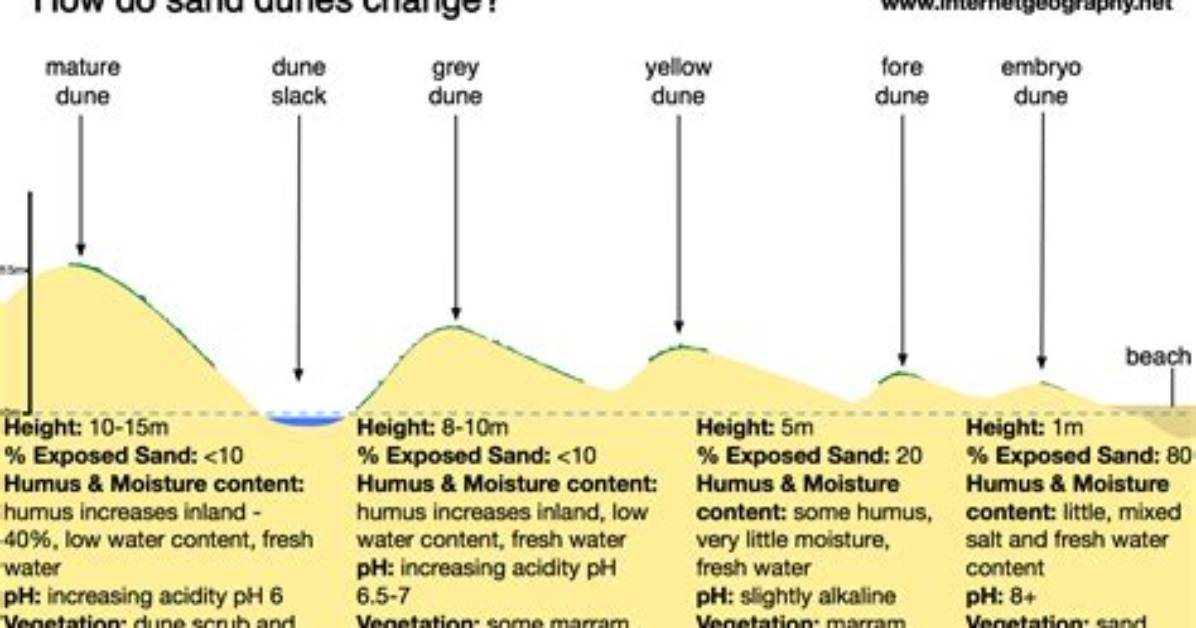 How Do Foredune Form?