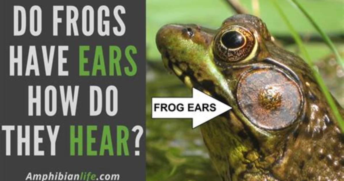 How Do Frogs Hear?
