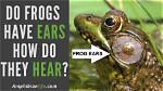 How Do Frogs Hear?