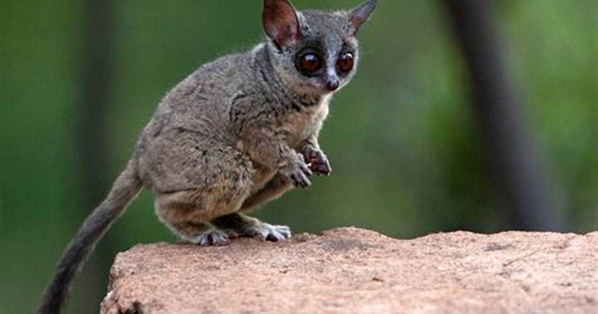How Do Galagos Communicate?