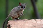 How Do Galagos Communicate?