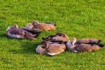How Do Geese Sleep?