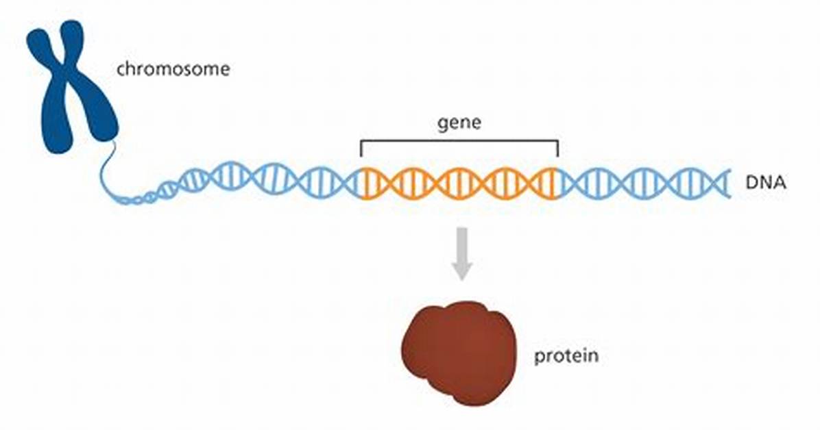 How Do Genes Multiply