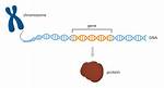 How Do Genes Multiply