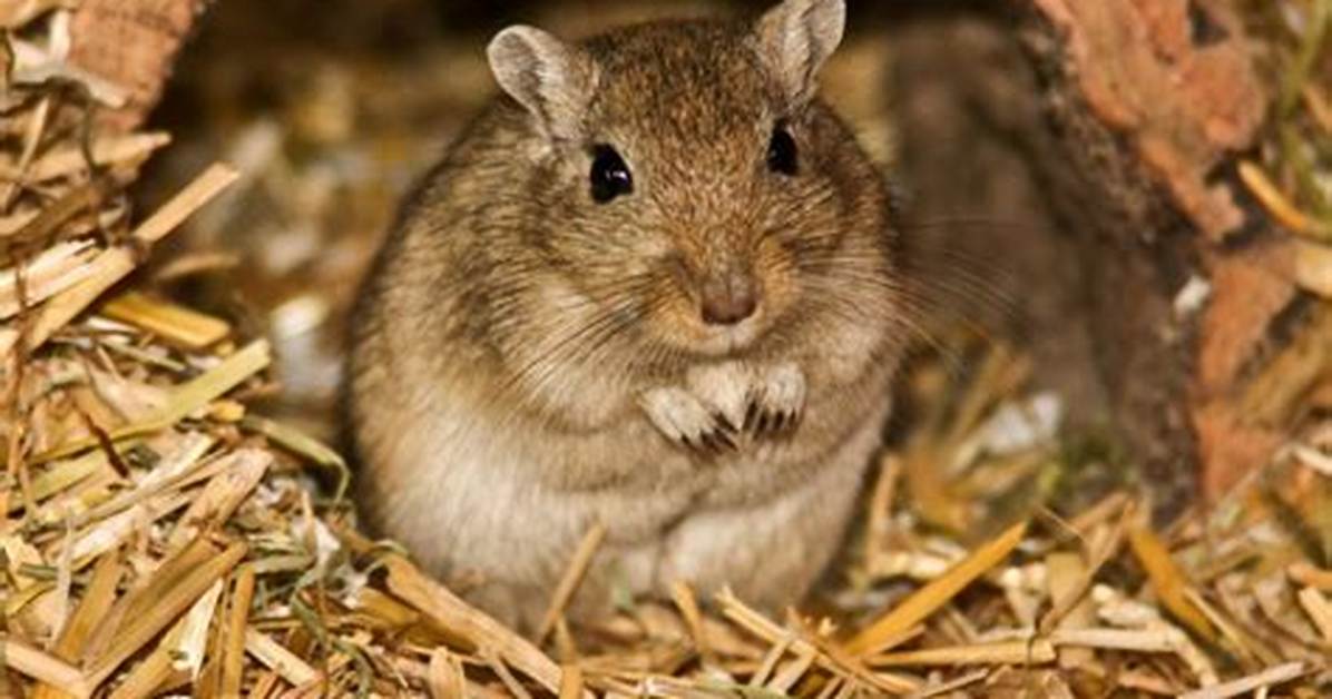 How Do Gerbils Breed?