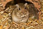 How Do Gerbils Breed?