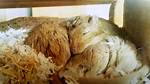 How Do Gerbils Sleep