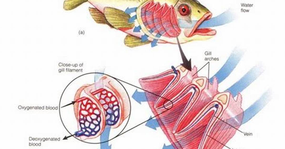 How Do Gills Work