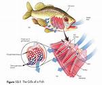 How Do Gills Work