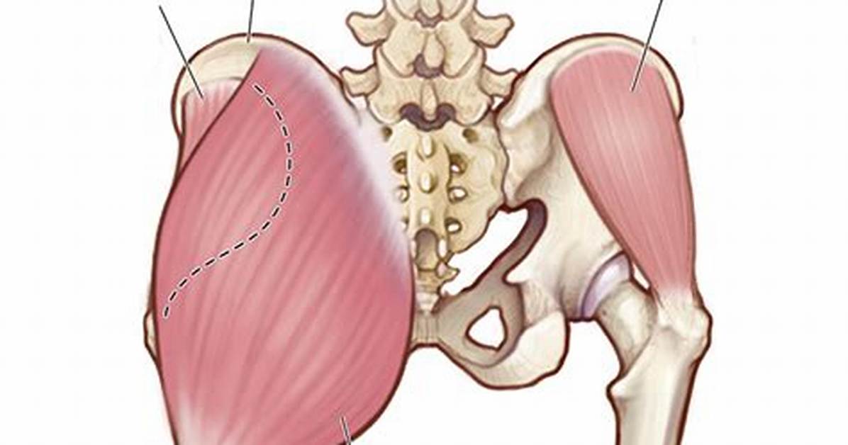 How Do Glutes Move?