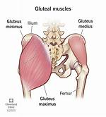 How Do Glutes Move?