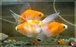 How Do Goldfish Mate