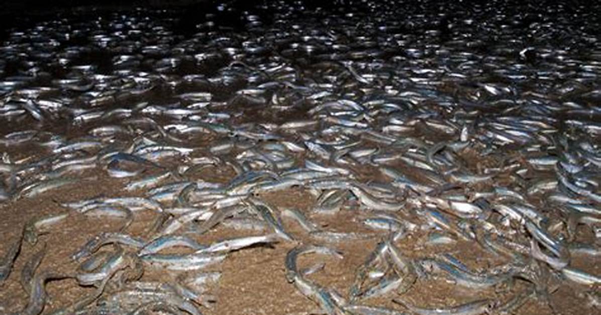 How Do Grunion Spawn?
