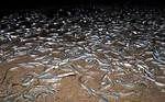 How Do Grunion Spawn?