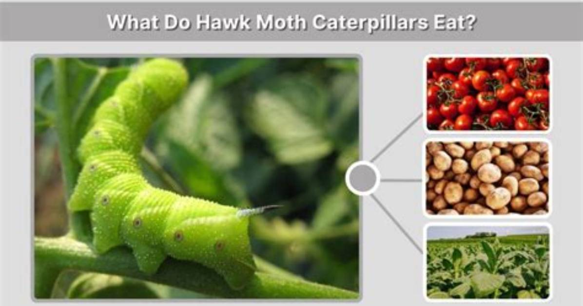 How Do Hawk Moth Eat?