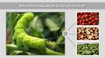 How Do Hawk Moth Eat?
