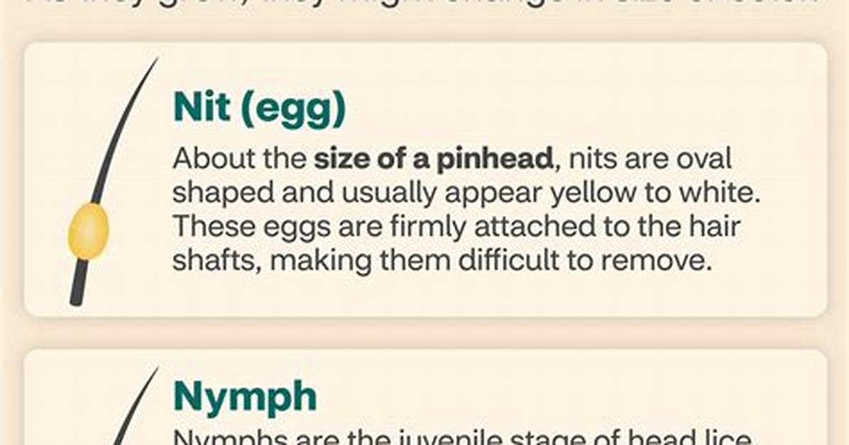 How Do Head Lice Start?