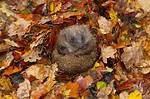 How Do Hedgehogs Hibernate?