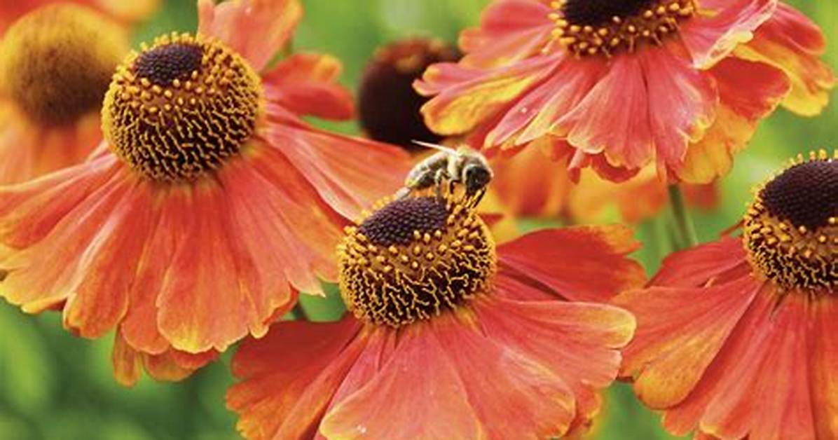 How Do Helenium Spread?