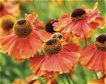 How Do Helenium Spread?