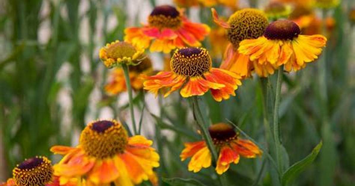 How Do Heleniums Grow?