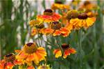 How Do Heleniums Grow?