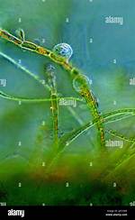 How Do Heliozoans Move?