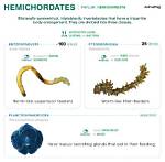 How Do Hemichordates Feed?