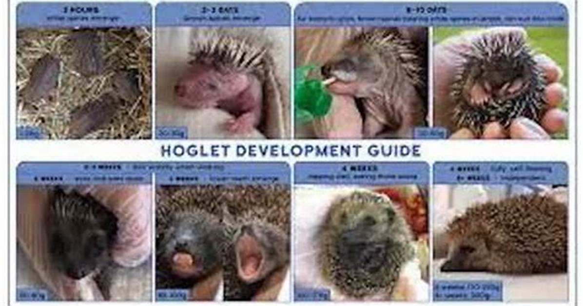 How Do Hoglets Feed?