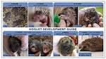 How Do Hoglets Feed?