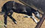 How Do Horses Sleep?