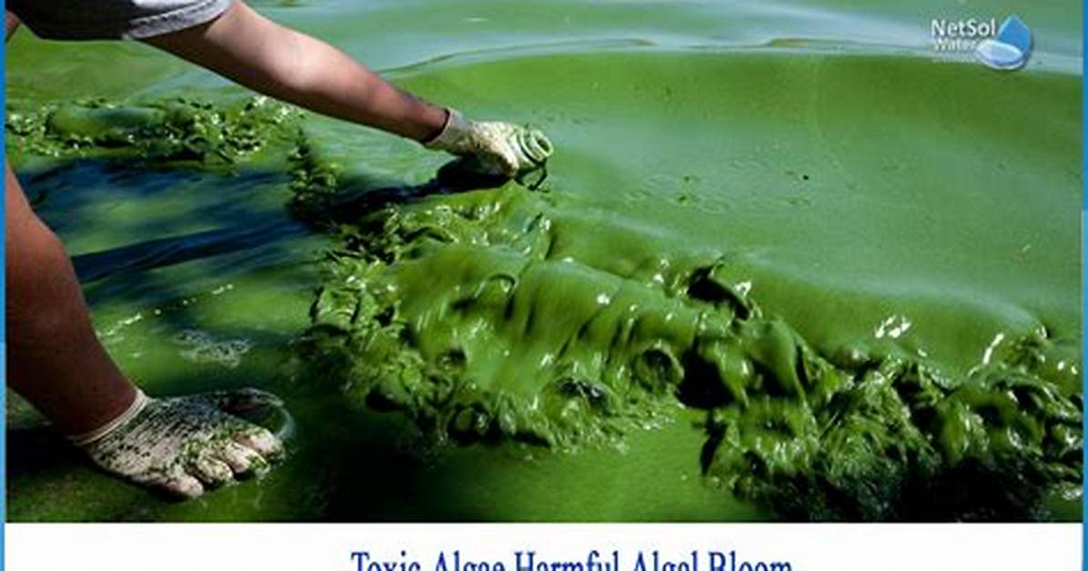 How Do Humans Use Algae