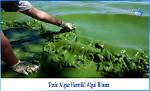 How Do Humans Use Algae