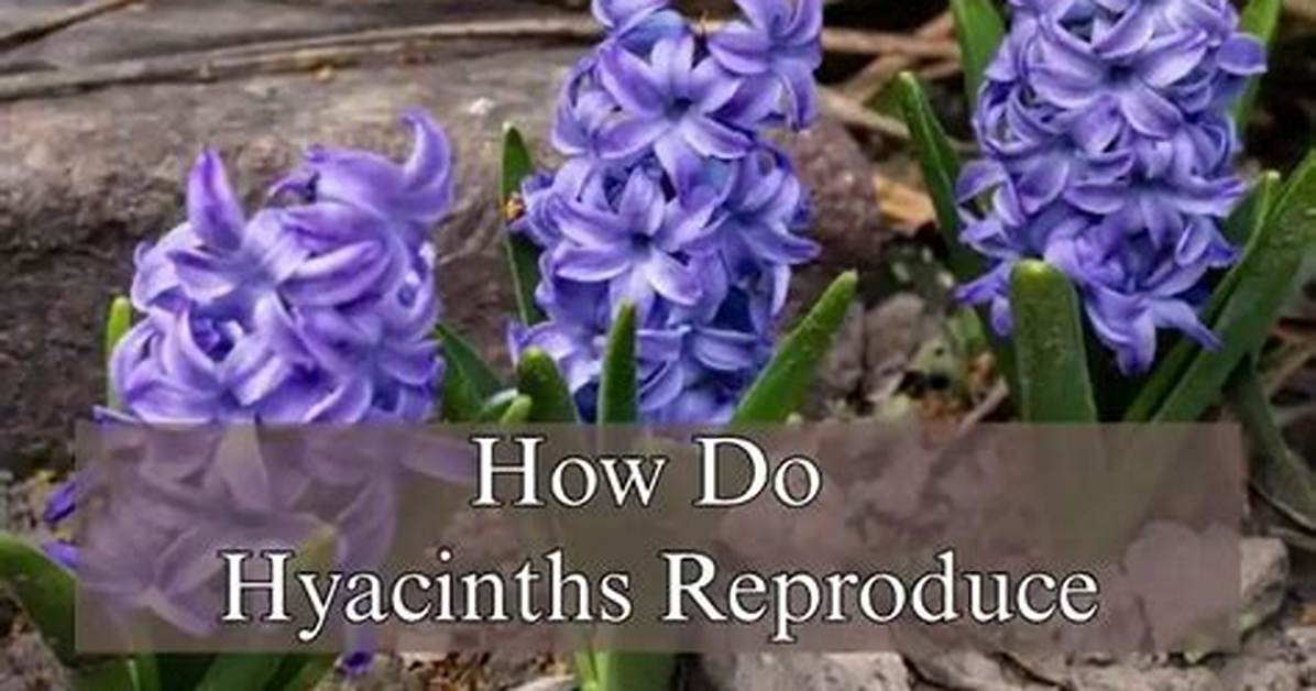 How Do Hyacinths Multiply?