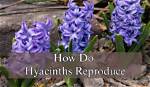 How Do Hyacinths Multiply?
