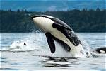 How Do I Get Screenreader Orca to Read out Loud a Whole Page of a Pdf Document on Click or Key Shortcut?