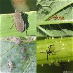 How Do I Identify a Squash Bug