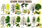 How Do I Identify a Tree by Its Leaves
