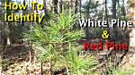 How Do I Identify Red Pine