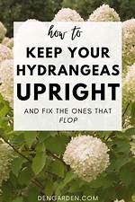 How Do I Keep Hydrangeas from Turning Green? Check This out | Why Are My Hydrangeas Turning Green