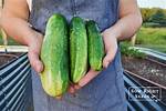 How Do I Know When to Pick My Poblano Peppers? Check This out | When to Harvest Poblano Peppers