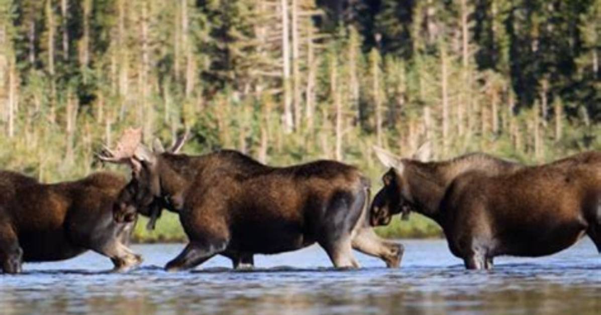 How Do I Stop Moose Attacks?