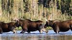 How Do I Stop Moose Attacks?