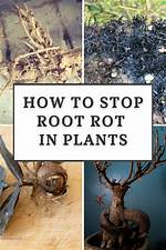 How Do I Stop Root Rot