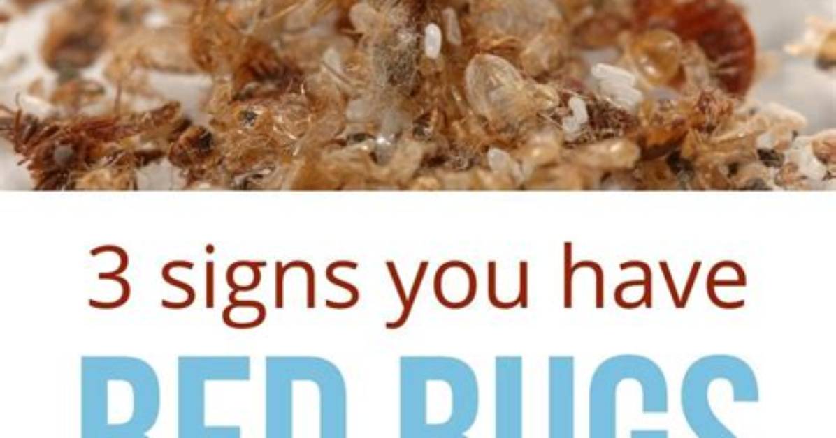 How Do I Test for Bed Bugs