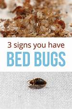 How Do I Test for Bed Bugs