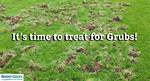 How Do I Treat My Lawn in the Summer?