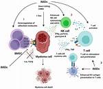 How Do Imids Work